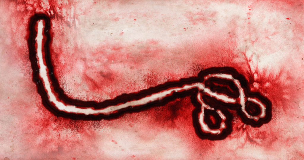 Image of the ebola virus