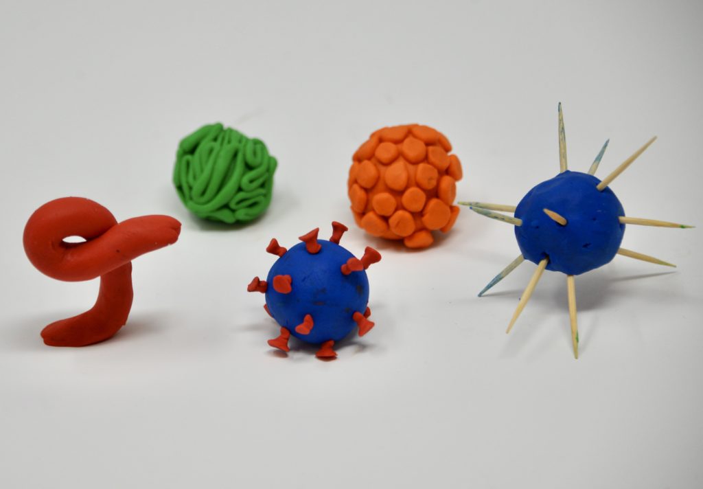 Image of playdough models of papillomavirus ZIKA. Adenovirus and conronavirus