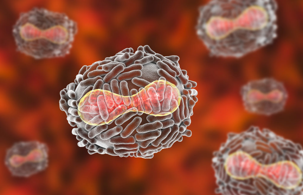 3D model of the variola virus - smallpox