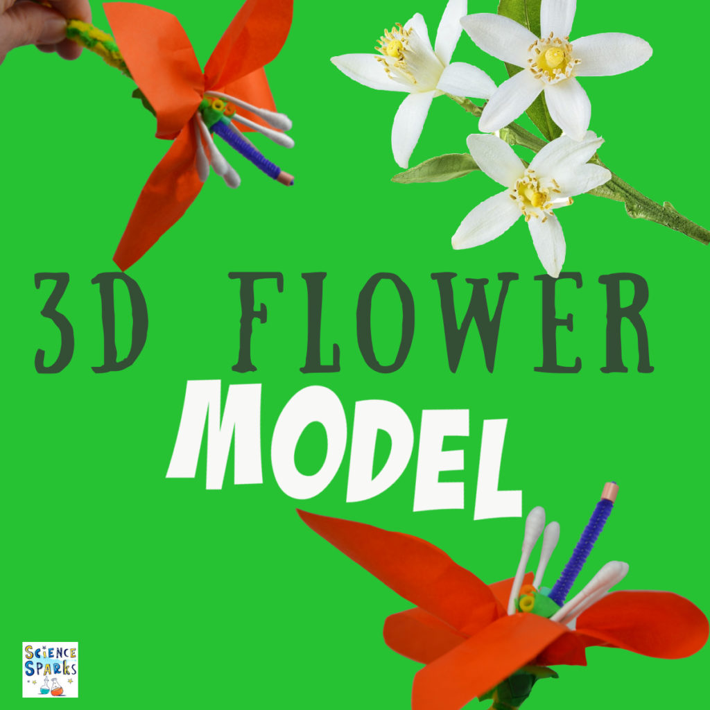 3D model of a flower showing the make and female parts