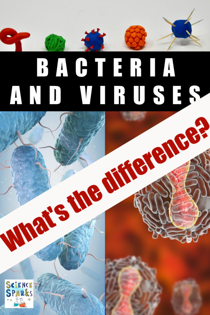 Image of bacteria and viruses to show the difference between the two
