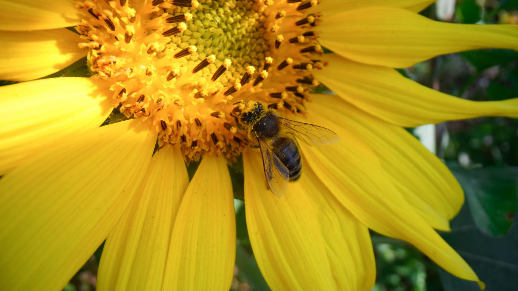 Bee feeding on a brightly coloured flower