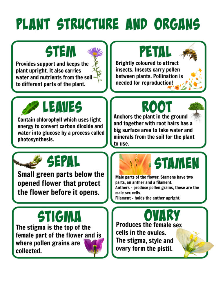 Flower Structure Revision Cards