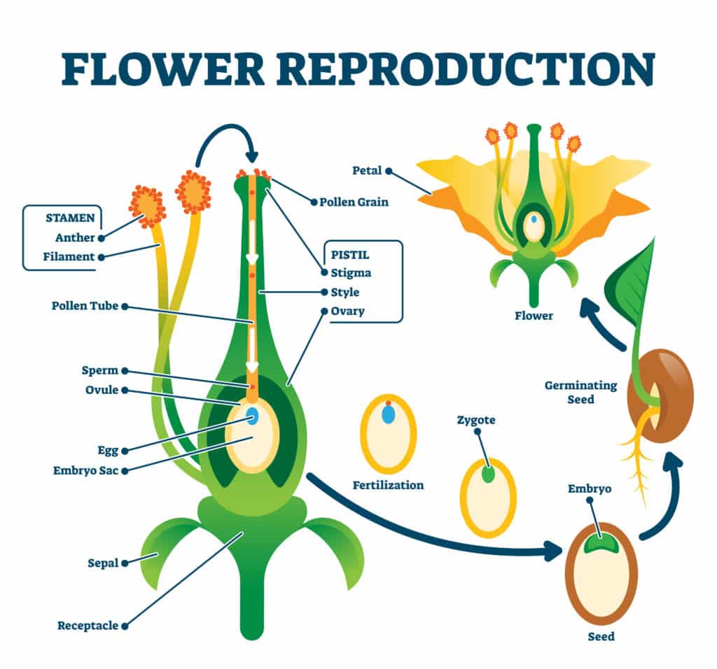 Educational diagram with stamen and pistil structure and full egg development and fertilization stages from ovule to seed