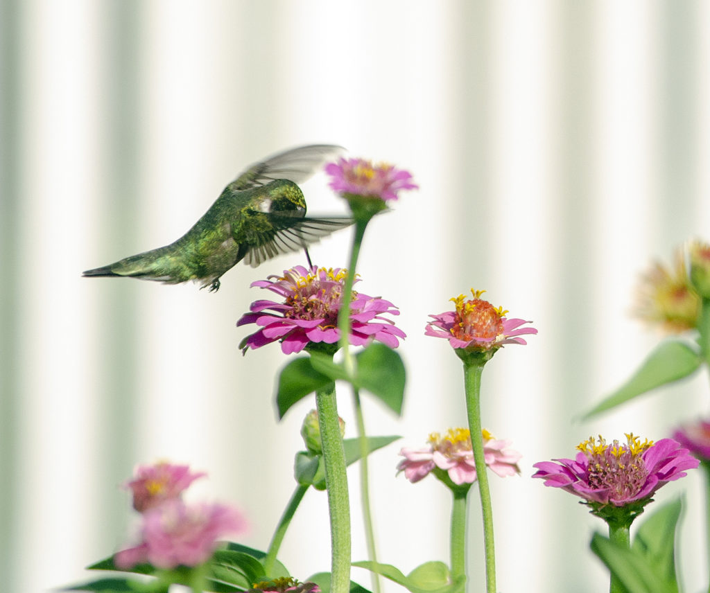 Hummingbird sucking nectar from a flower