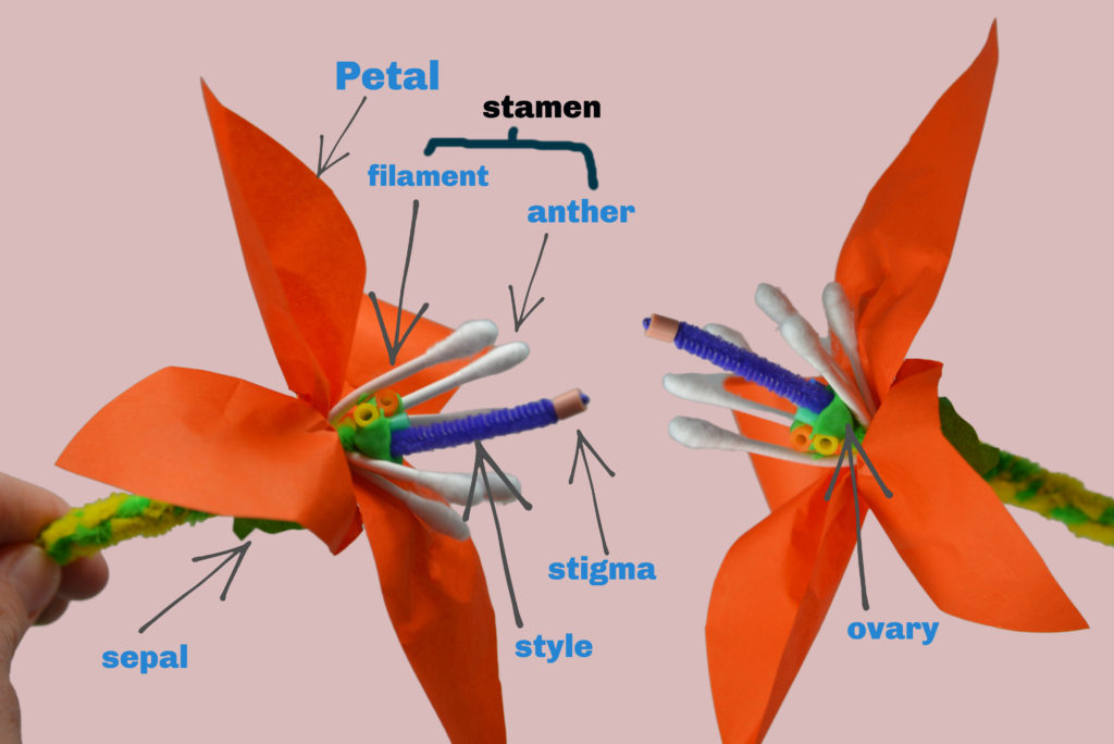 Labelled image of a 3D flower model made with tissue paper, ear buds and pipe cleaners