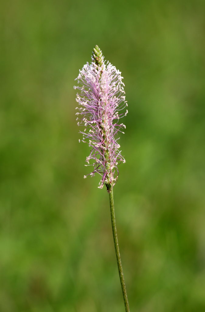 Example of a wind pollinated flower
