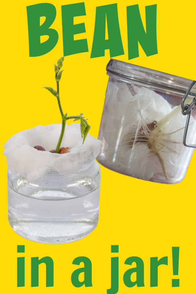 Image of bean in a jar grown for a science experiment
