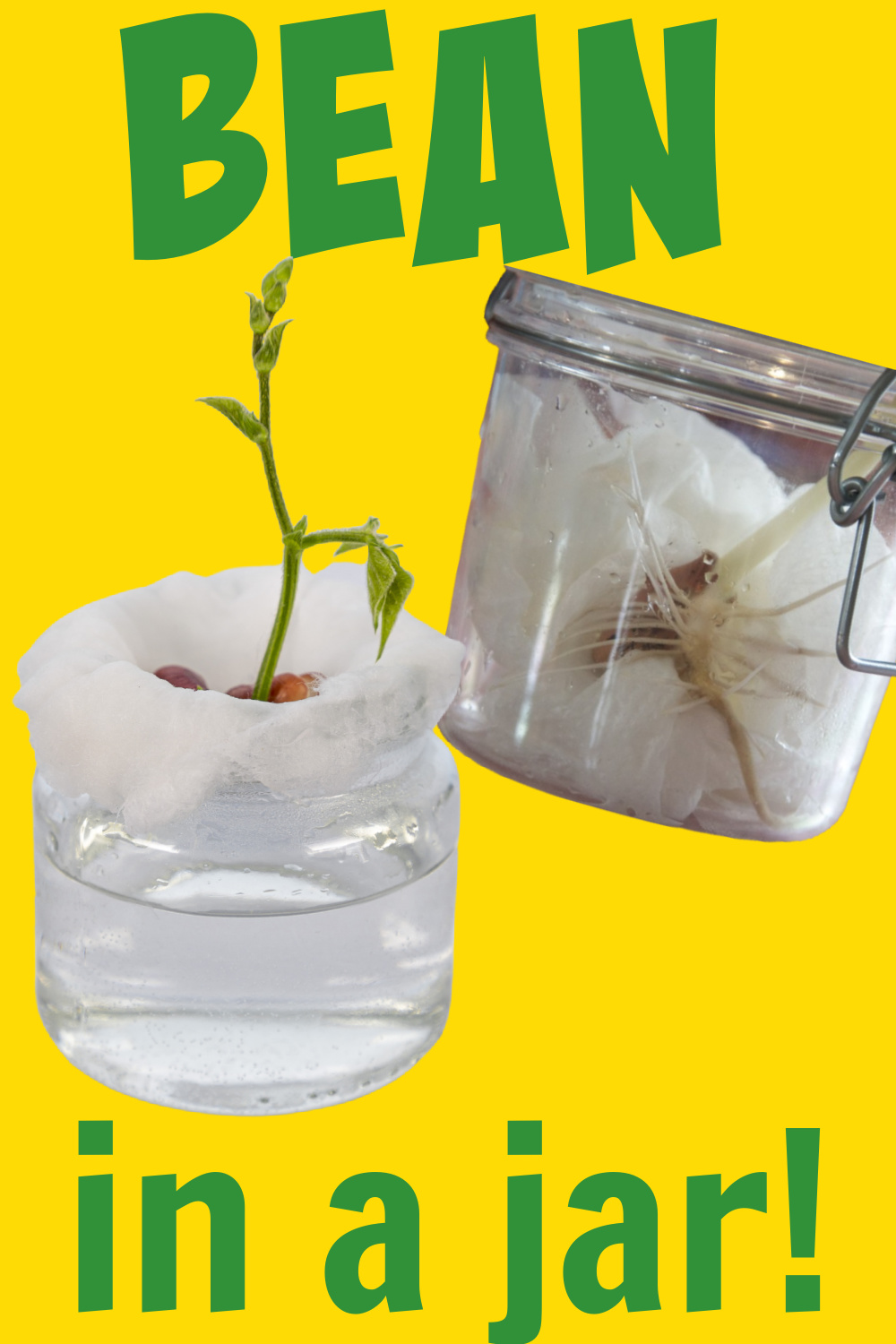 Plant Science How to grow a bean in a jar Science Experiments for Kids