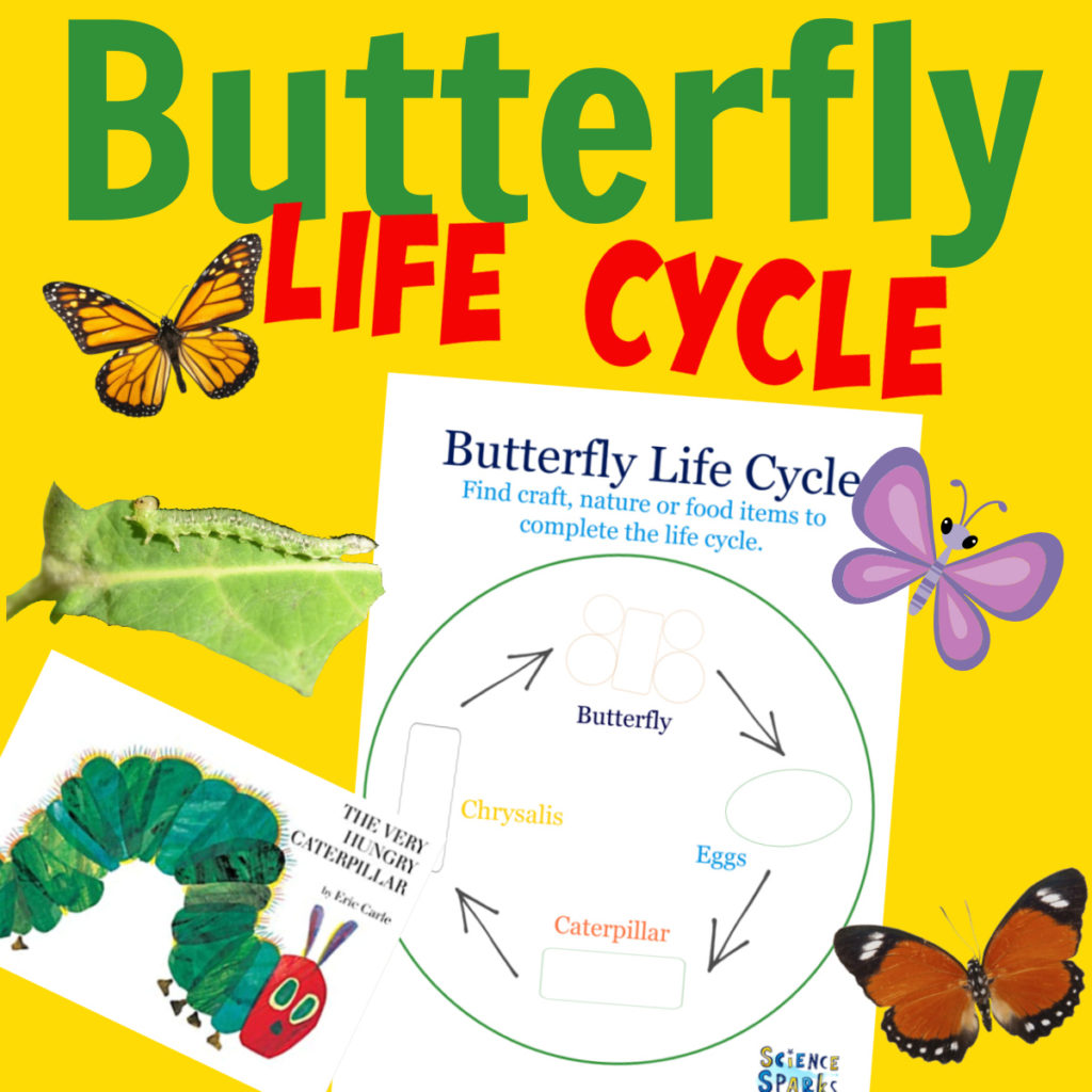 Image of a free butterfly life cycle printable to be used with The Very Hungry Caterpillar