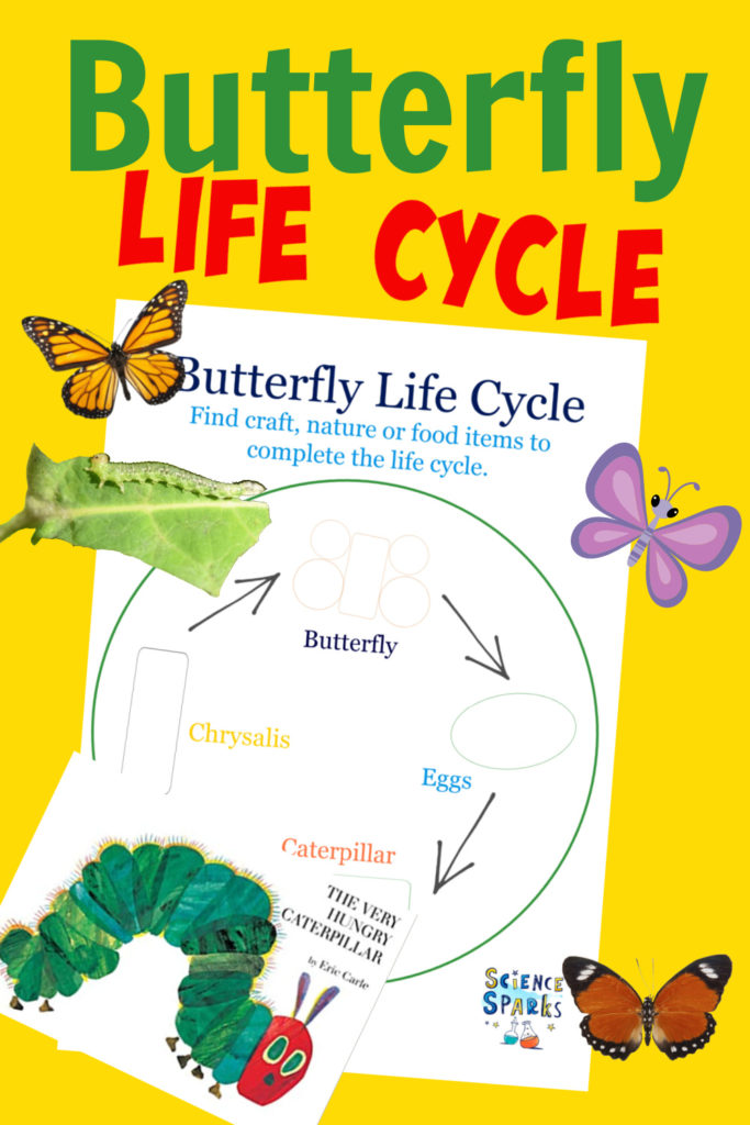 Printable butterfly life cycle sheet
