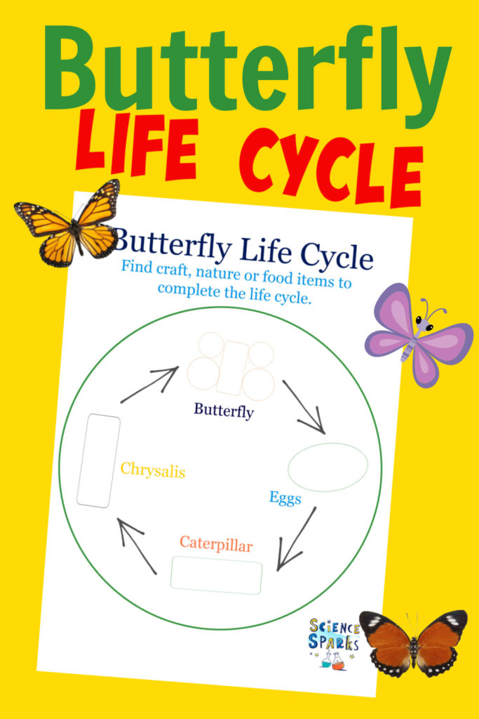 Image of a free printable butterfly life cycle