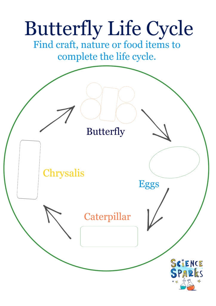 Butterfly life cycle template