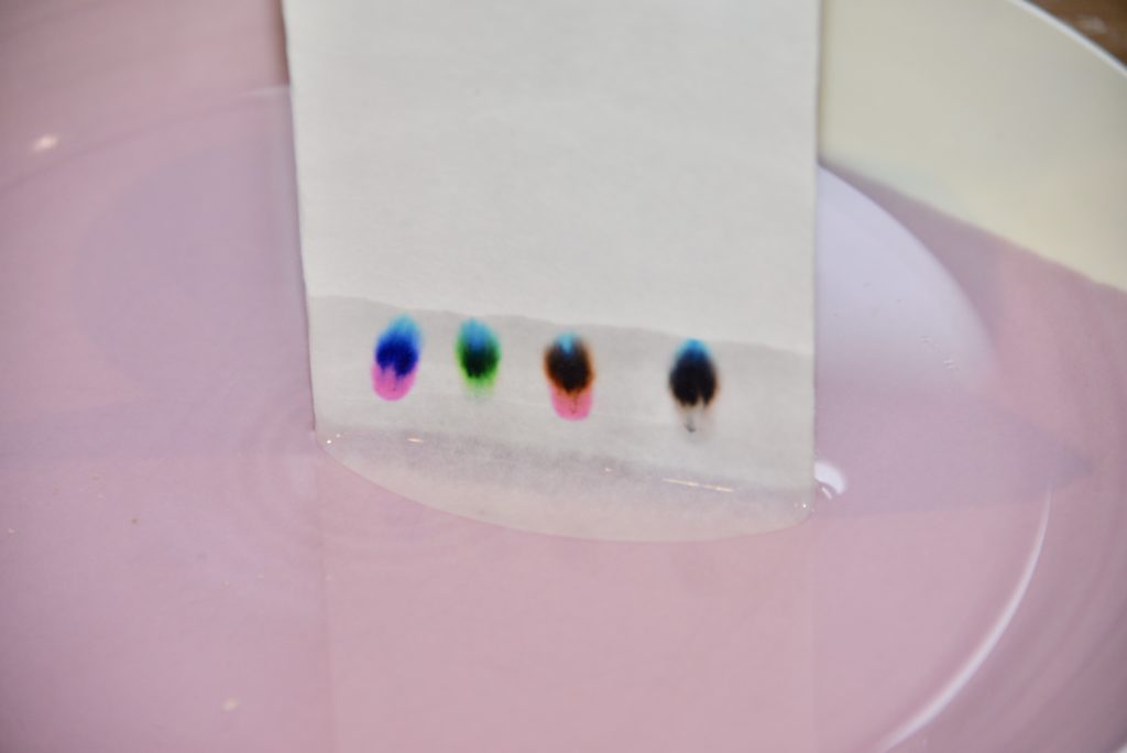 a paper chromatography experiment in action
