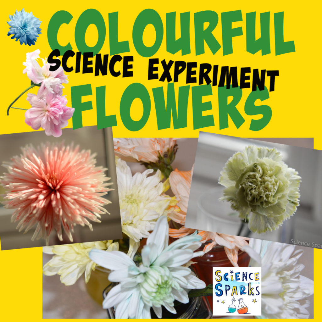 Transpiration flower - colour a flower with food colouring - plant science for kids