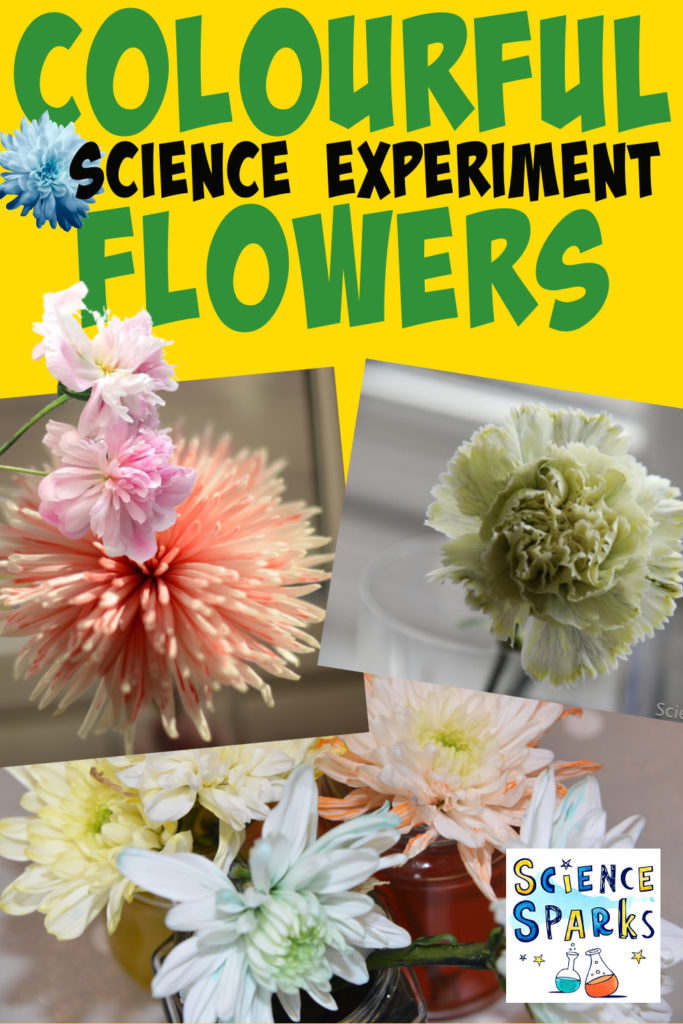 Different white flowers with brightly coloured petals after being left in food colouring and water for a transpiration demonstration.