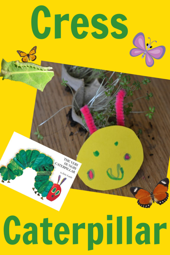 How to grow a cress caterpillar