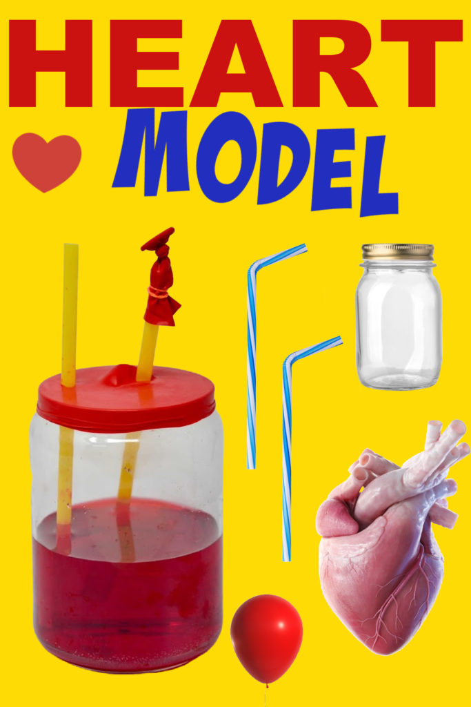  model of one chamber of the heart using a jar, balloon, straws and water.