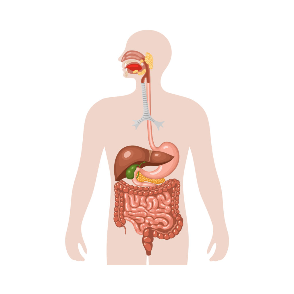 Human digestive system. Anatomical vector illustration in flat style isolated over white background.