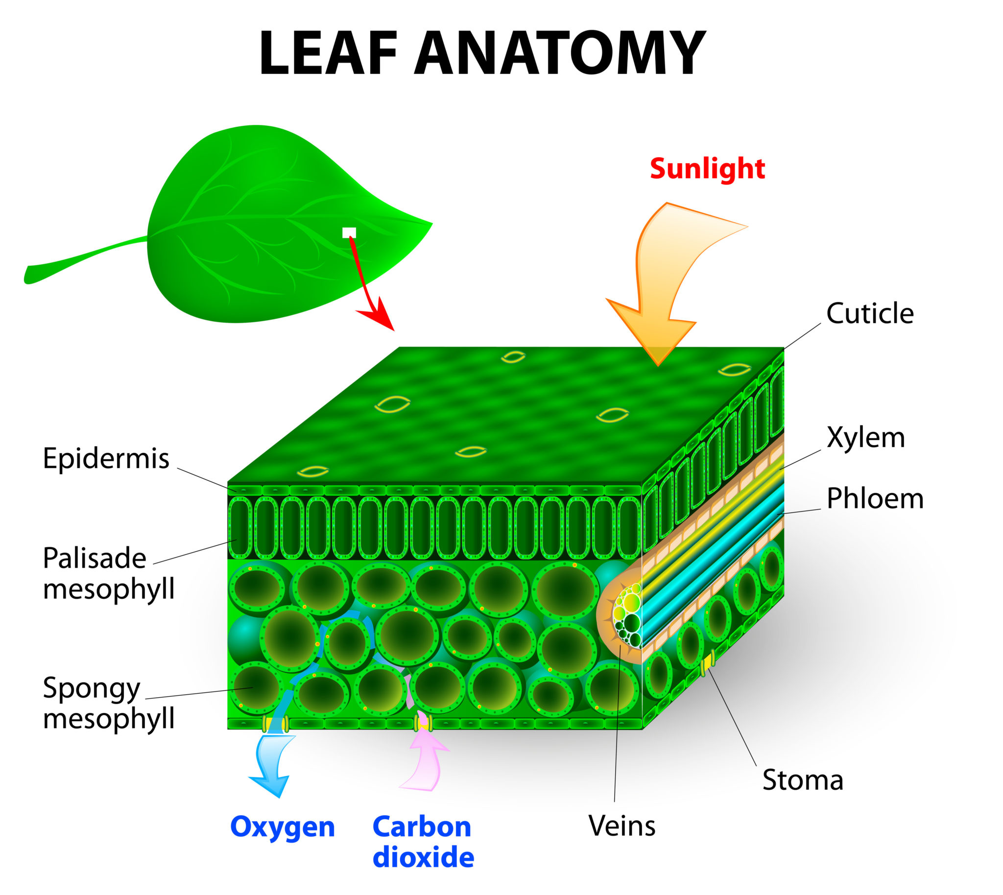 diagram of a leaf