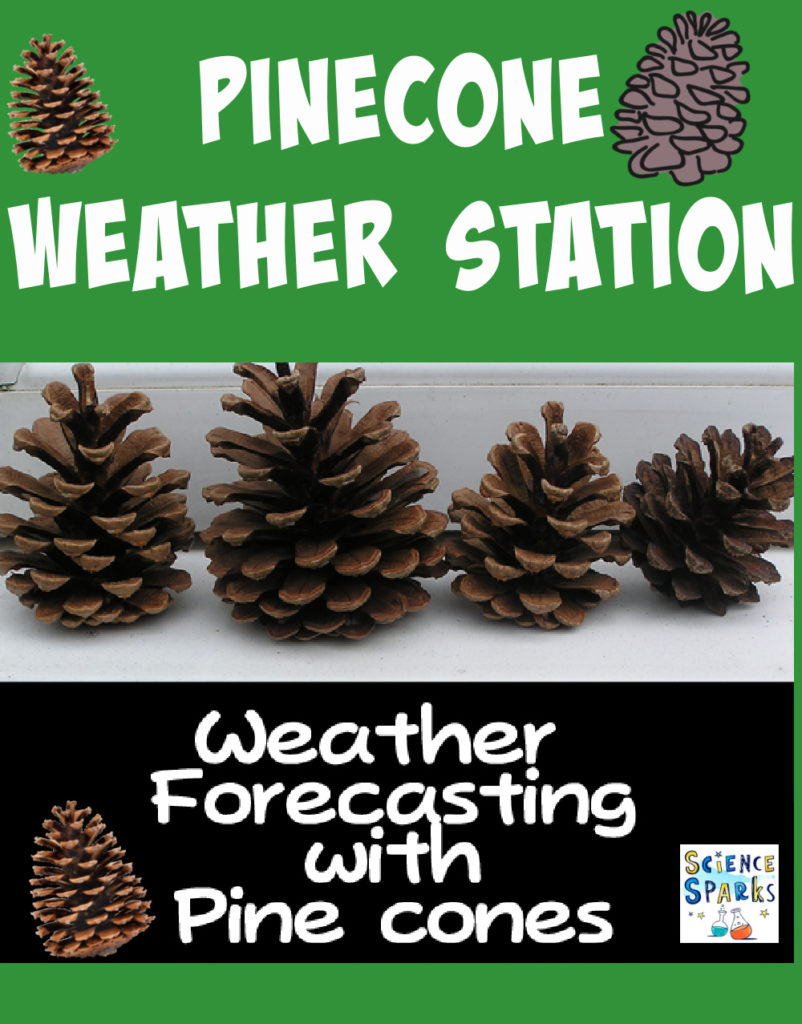 Image of pinecones being used as a pinecone weather station