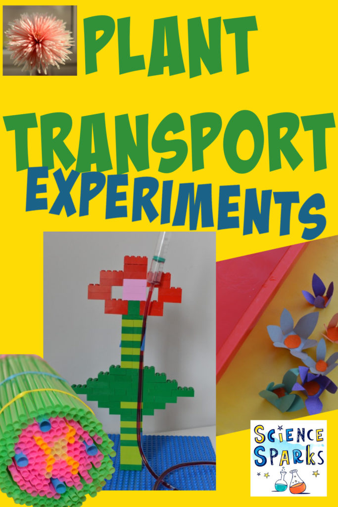 Collage of different plant science experiments for kids. Includes a straw stem model, a flower transpiration model and magic blooming flowers