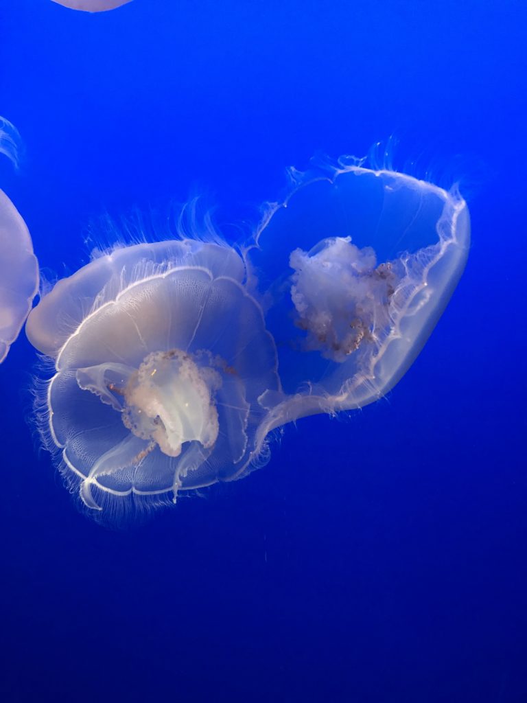 Moon jellyfish in Monterey Bay Aquarium