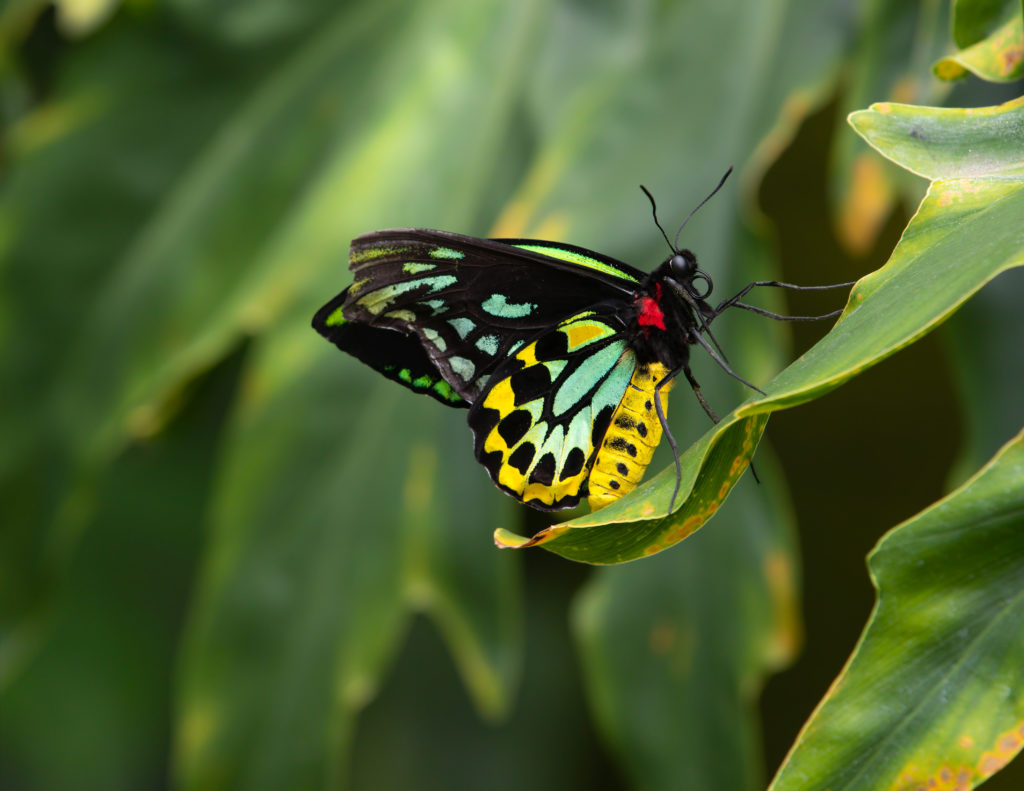 Male Queen Alexandra Birdwings Ornithoptera Alexandrae Butterfly 