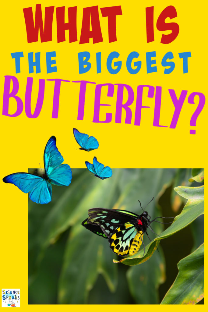 What is the biggest butterfly? Image of the biggest butterfly in the world