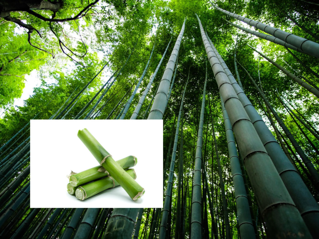 bamboo forest