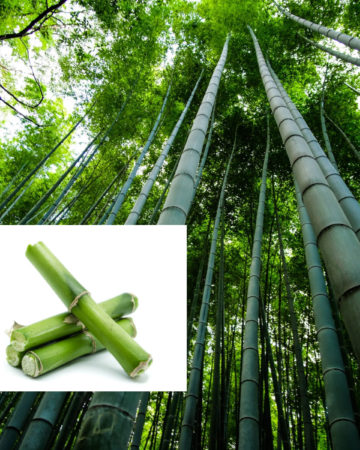 bamboo forest