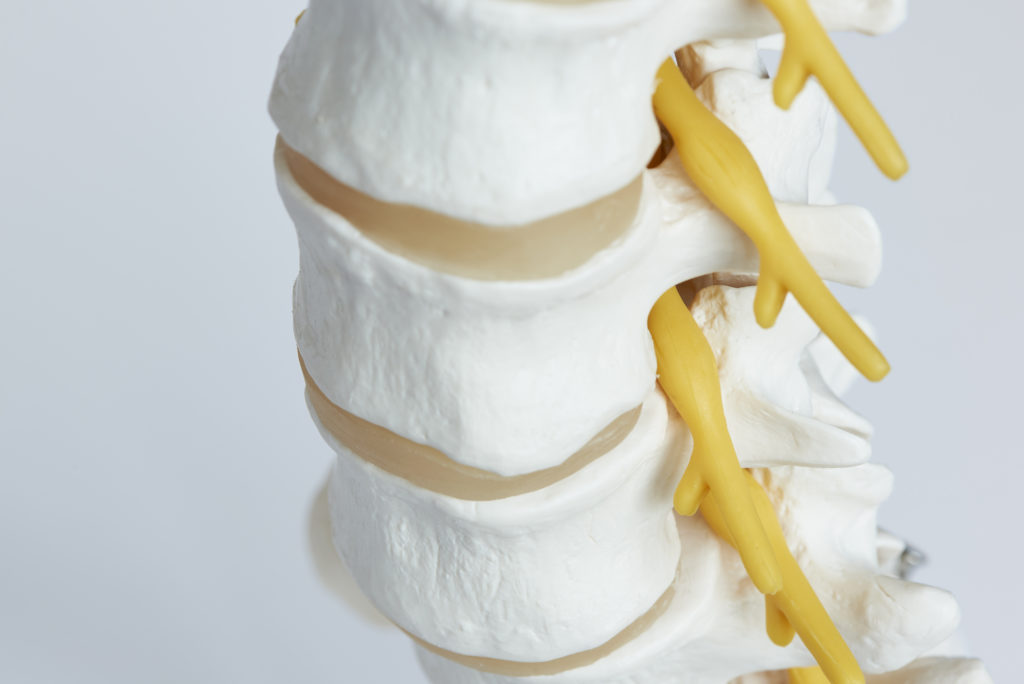 Spine and nerve root model