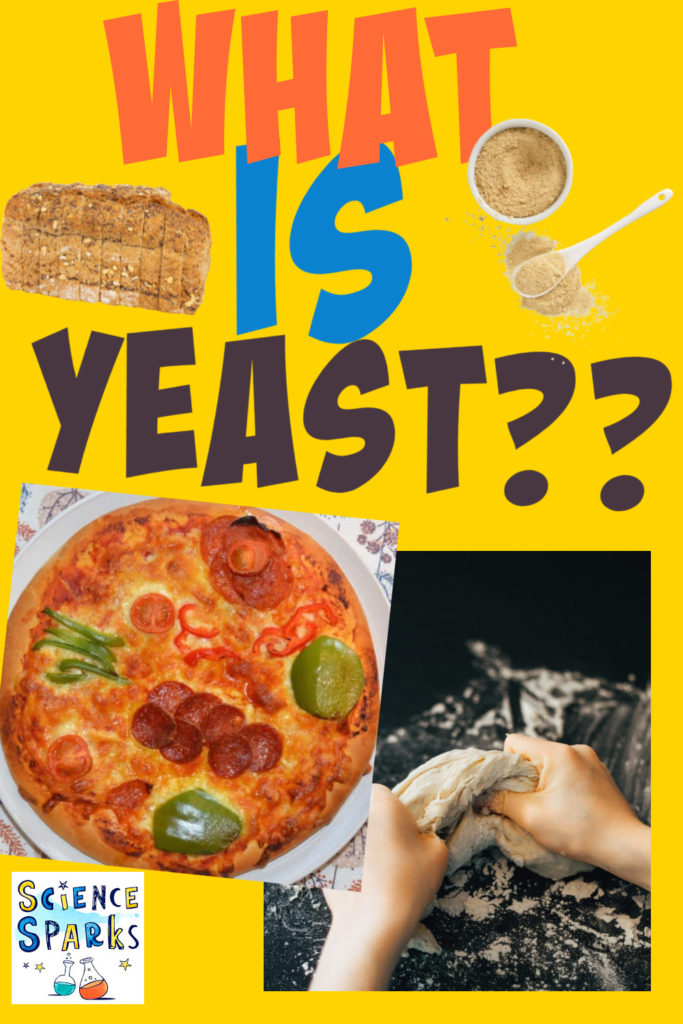 Image if yeast bread and pizza for a respiration experiment