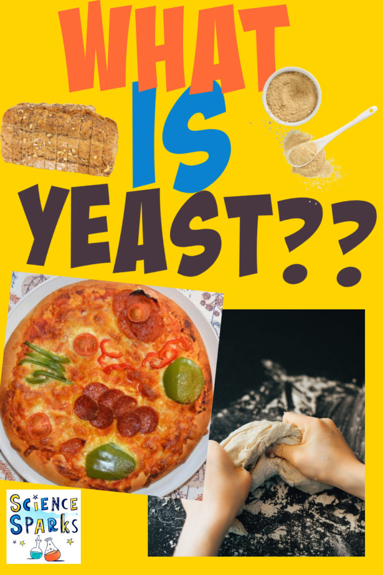 What is Yeast? - Yeast Experiments - Kitchen Science