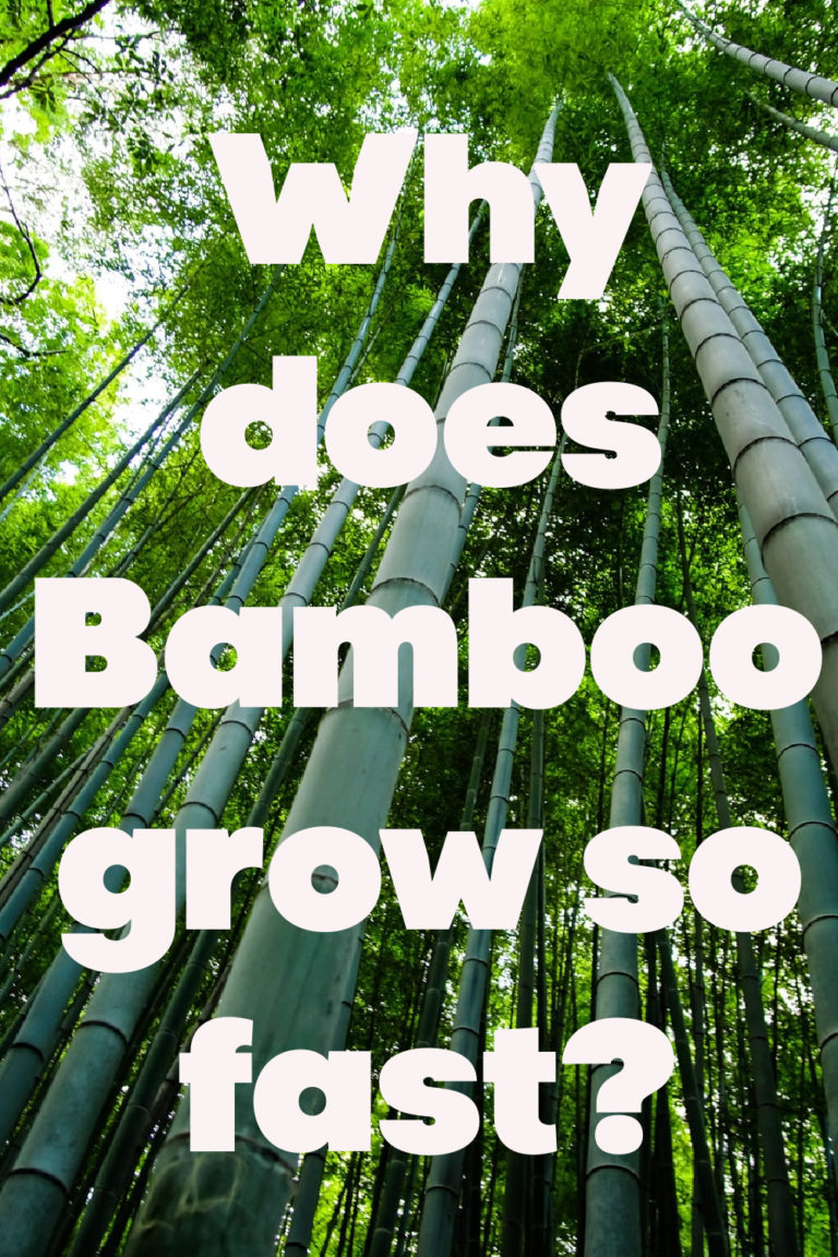 Why does bamboo grow so fast?