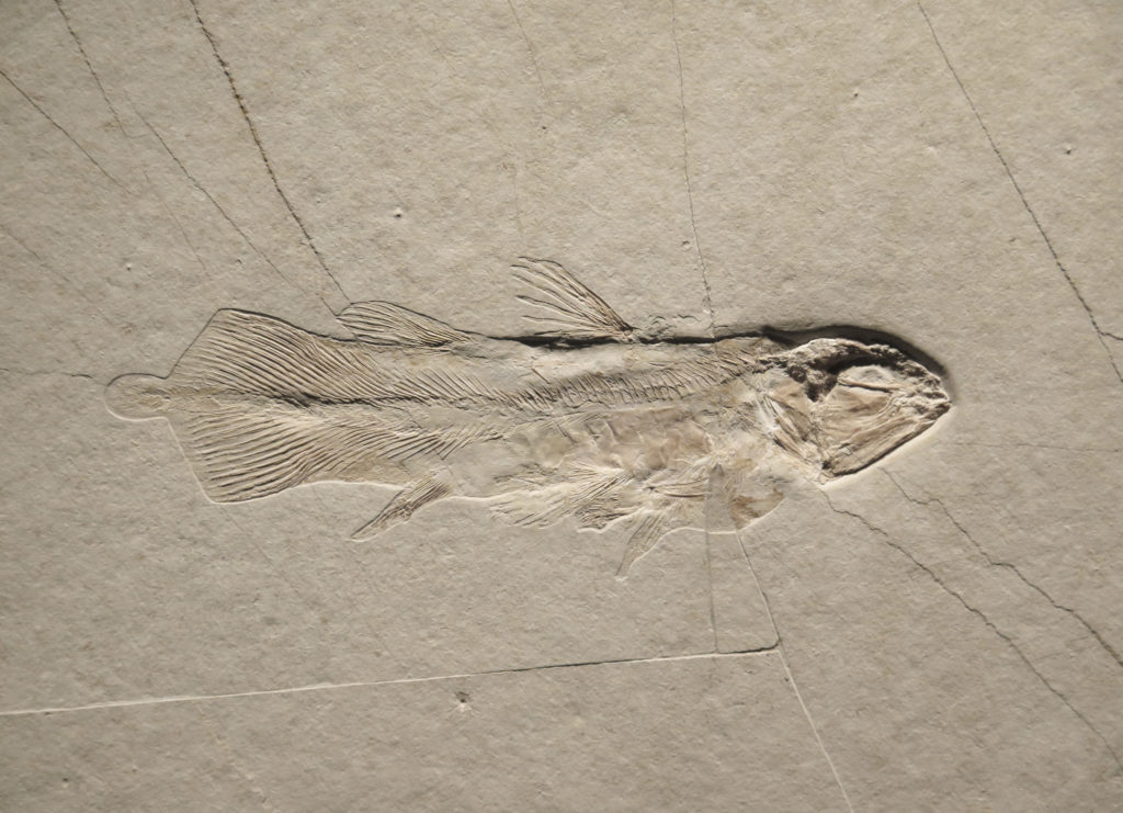 Coelacanth Fossil