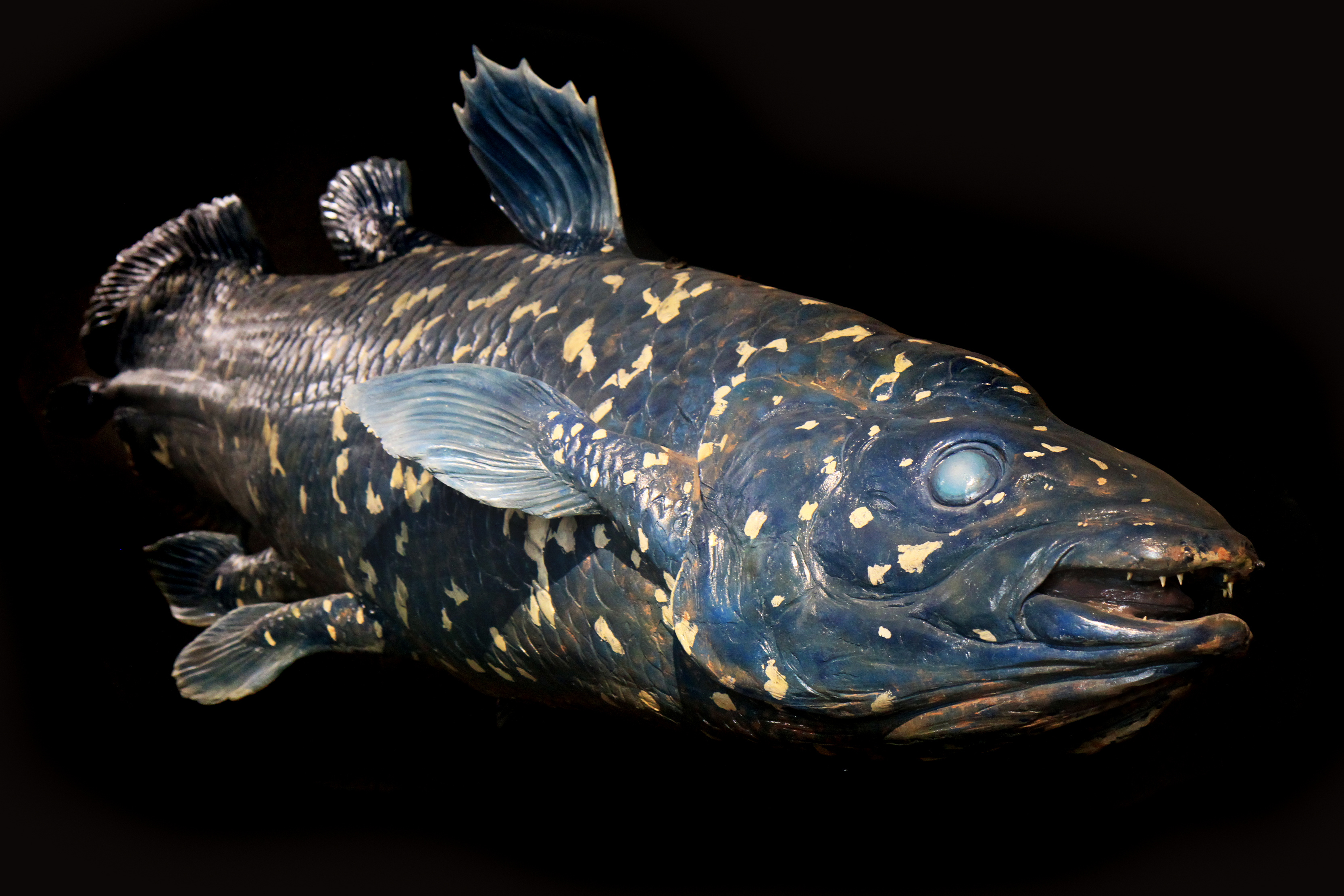 Coelacanth image on a black background