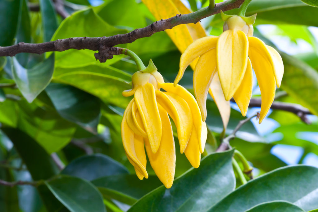 ylang ylang plant