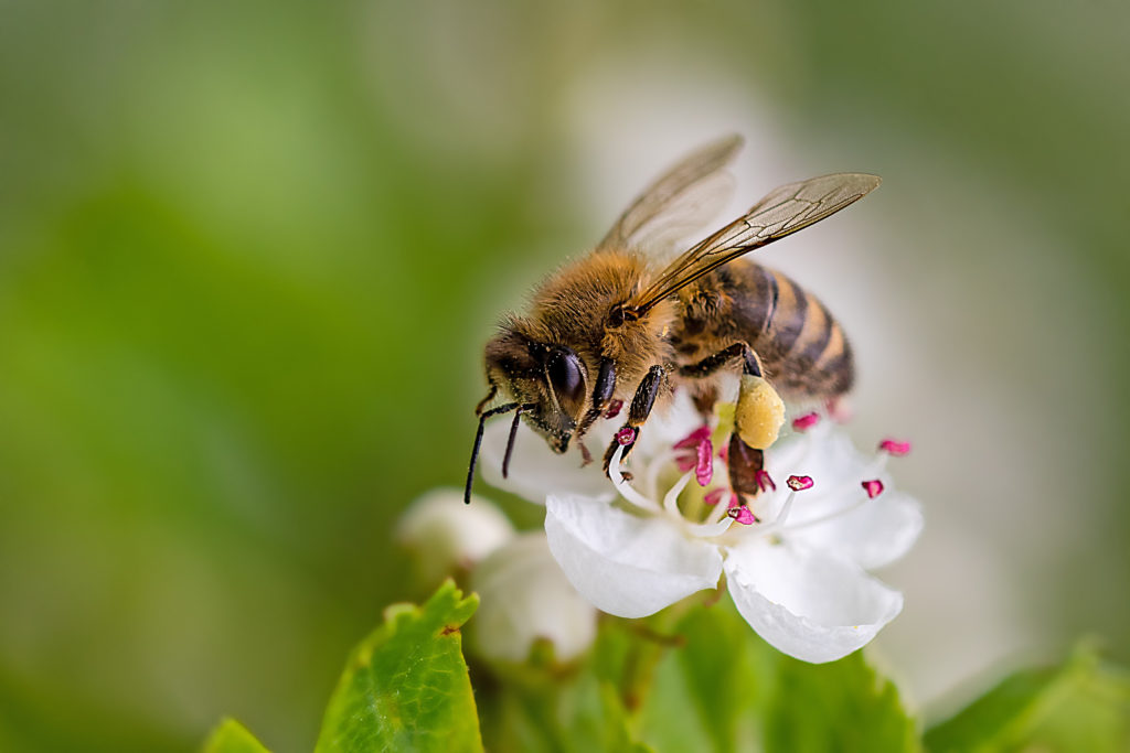 Image of a bee on a flower with visible stamens to illustrate why we need bees