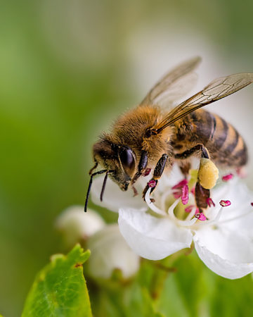 Image of a bee on a flower with visible stamens