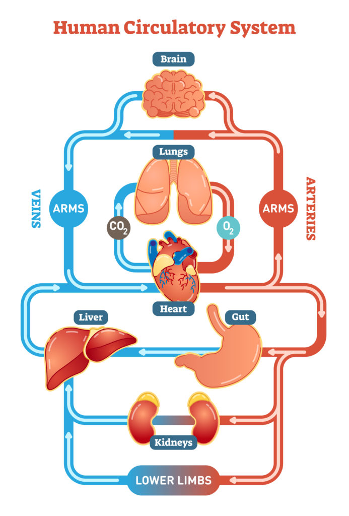 simple vector diagram of the human circulatory system. Includes kidneys, liver, stomach, heart, lungs and brain