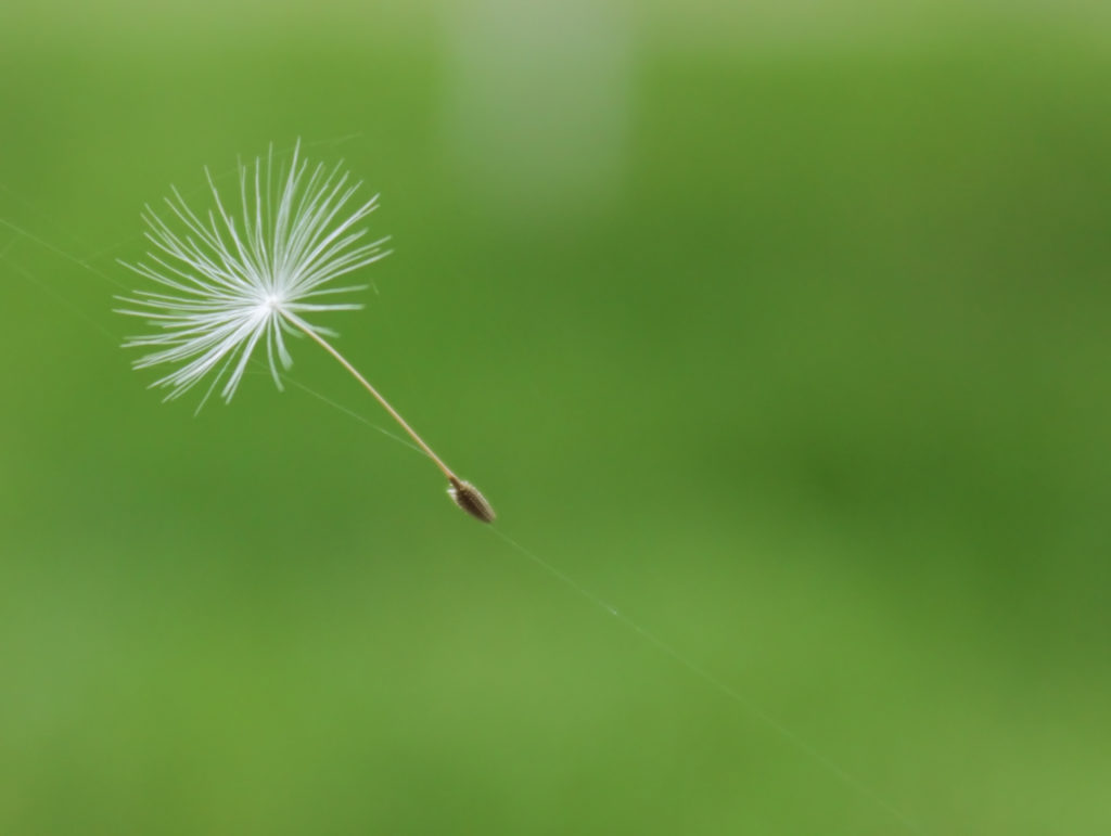 a single dandelion parachute floating on the wind.