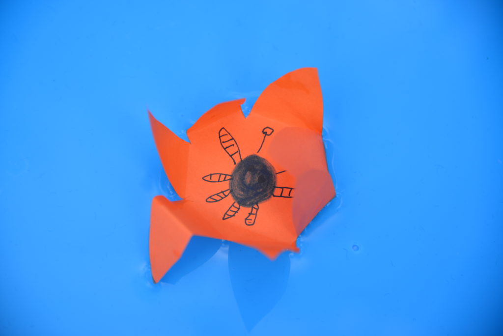 orange paper flower in a tray of water for a capillary action science experiment