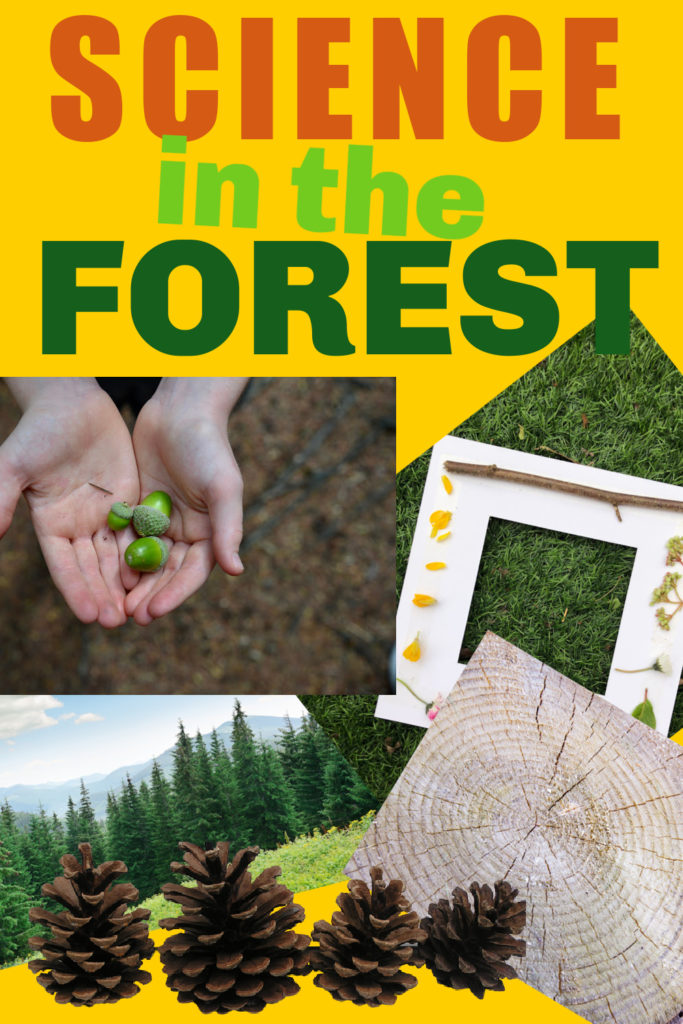 collage of woodland science ideas for science in the forest. Includes pinecones for a pinecone weather station, a frame with natural materials attached, rings on a tree and a child holding acorns
