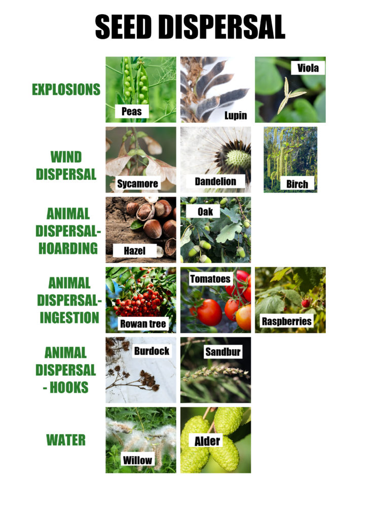 Image of seed dispersal mechanisms in plants and trees. Shows wind, animal and water seed dispersal 