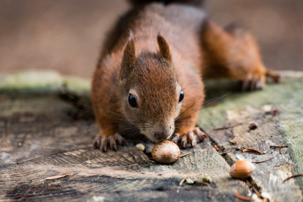 A squirrel with a hut