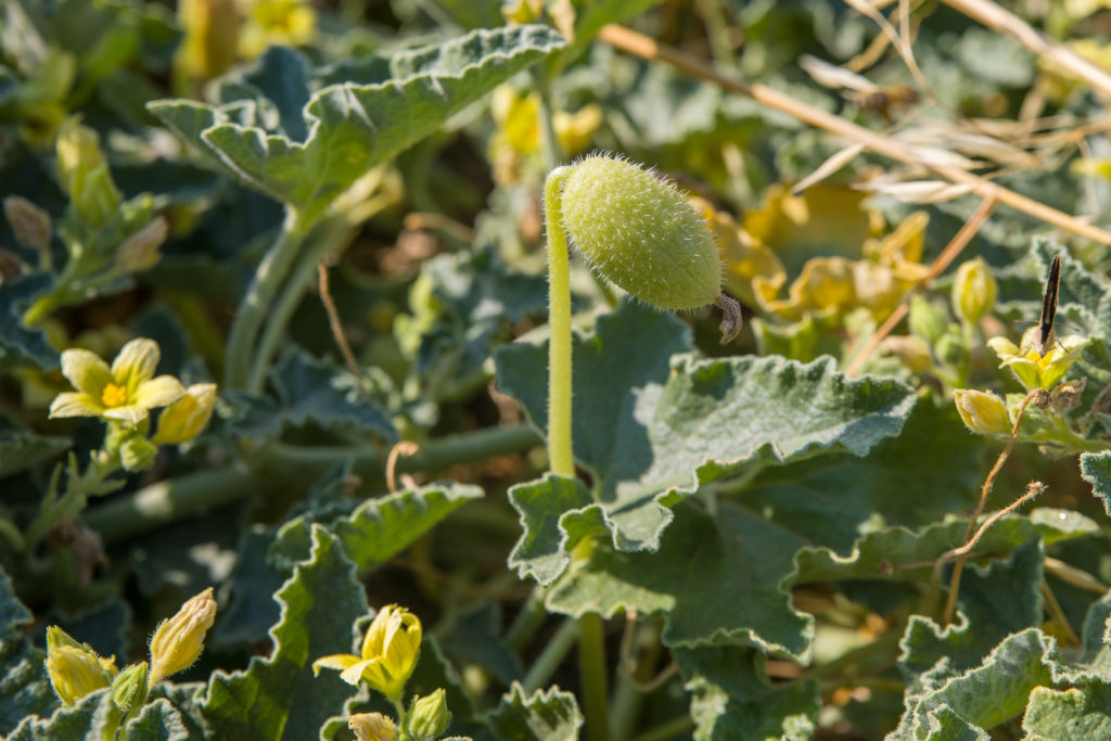 Image of a squirting cucumber