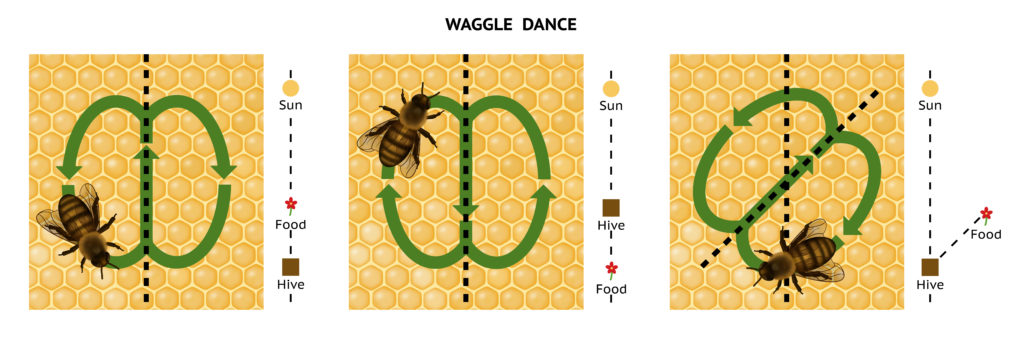 diagram showing the honey bee's waggle dance