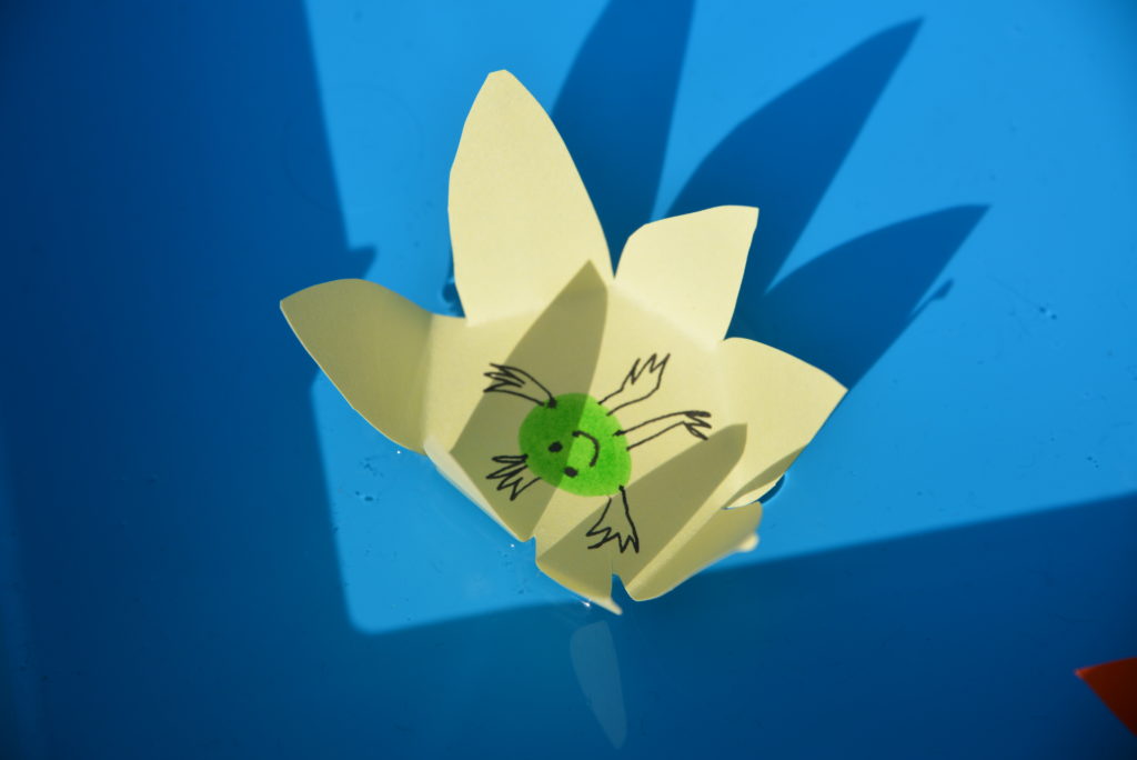 Image of a paper flower sat in a tray of water for a capillary action science experiment