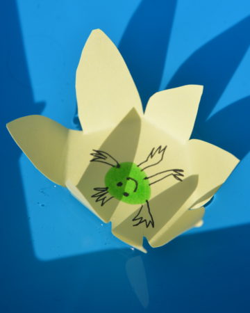 Image of a paper flower sat in a tray of water for a capillary action science experiment
